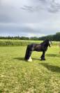 Magnifique hongre Irish Cob à vendre