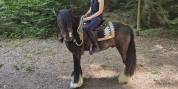 Magnifique hongre Irish Cob à vendre