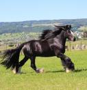 Magnifique hongre Irish Cob à vendre