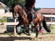 Caballo entero PRE Pura Raza Española En venta 2019 Bayo moreno por TH BUFON
