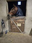 Caballo entero PRE Pura Raza Española En venta 2019 Bayo moreno por TH BUFON