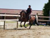 Caballo entero PRE Pura Raza Española En venta 2019 Bayo moreno por TH BUFON
