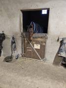 Caballo entero PRE Pura Raza Española En venta 2019 Bayo moreno por TH BUFON