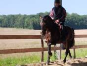 Caballo entero PRE Pura Raza Española En venta 2019 Bayo moreno por TH BUFON
