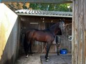 Caballo entero PRE Pura Raza Española En venta 2019 Bayo moreno por TH BUFON