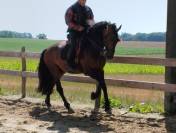 Caballo entero PRE Pura Raza Española En venta 2019 Bayo moreno por TH BUFON