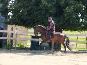 Caballo entero PRE Pura Raza Española En venta 2019 Bayo moreno por TH BUFON