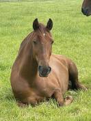 Don cheval de loisir (PRE) pour bonne famille 