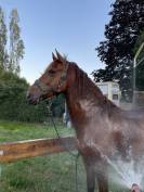 Don cheval de loisir (PRE) pour bonne famille 