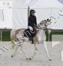 Poney D à louer 