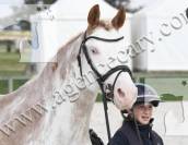 Poney D à louer 