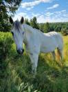 ALASKA BARBE PP HONGRE BLANC 15 ANS FACILE 4500 €