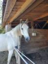 ALASKA BARBE PP HONGRE BLANC 15 ANS FACILE 4500 €