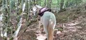 ALASKA BARBE PP HONGRE BLANC 15 ANS FACILE 4500 €