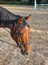 Jeune cheval, 4 ans, cherche famille pour la vie!