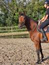 Jeune cheval, 4 ans, cherche famille pour la vie!