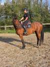 Jeune cheval, 4 ans, cherche famille pour la vie!