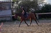 Jeune cheval, 4 ans, cherche famille pour la vie!