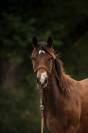 Felicity pouliche Appaloosa