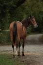 Felicity pouliche Appaloosa