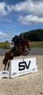 Jument de 5 ans à vendre 