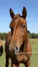 POULICHE DRESSAGE 2024