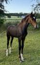 POULICHE DRESSAGE 2025