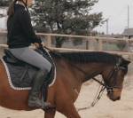 Demi-sang arabe 11 ans