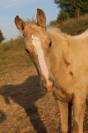 Poulain Zangersheide Palomino Léopard Capé 