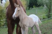 Poulain Zangersheide Palomino Léopard Capé 