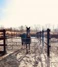 Une place en pension au Haras des Vignes d’Allouin
