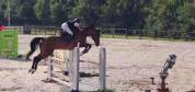 Haltane de Morenol 8 ans par Ogrion des Champs