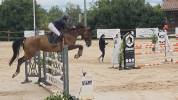 Haltane de Morenol 8 ans par Ogrion des Champs