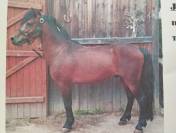 Poney OC