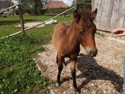 Poney OC