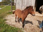 Poney OC