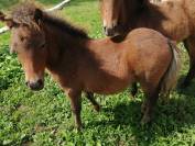 Poney OC