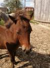 Poney OC