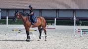 Vendita cavallo castrone