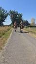 Cheval idéal pour balade 