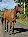 Cheval idéal pour balade 