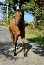 Cheval idéal pour balade 