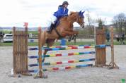 Hongre Selle Français 9 ans alezan crins lavés 1m65 CSO