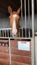 Hongre Selle Français 9 ans alezan crins lavés 1m65 CSO