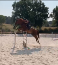 Hongre _ 11ans _ Dressage / CSO