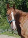 Hongre _ 11ans _ Dressage / CSO