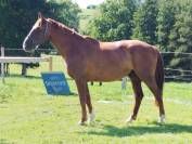 Hongre _ 11ans _ Dressage / CSO