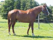 Hongre _ 11ans _ Dressage / CSO