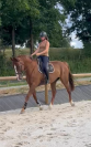Hongre _ 11ans _ Dressage / CSO