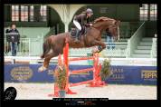 Hongre _ 11ans _ Hunter / Dressage / CSO